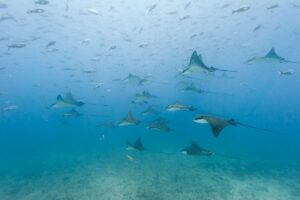 The National Aquarium: Waterblog