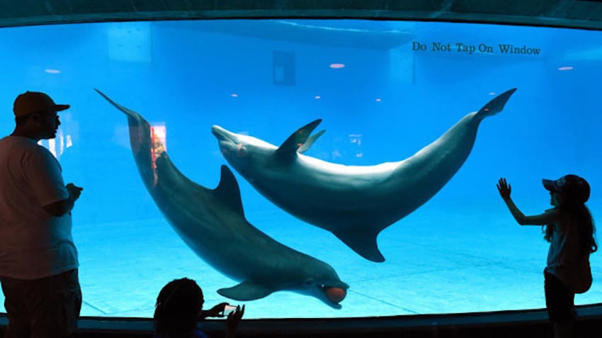 People observing two dolphins swimming in an aquarium tank, with a sign saying "Do Not Tap On Window.